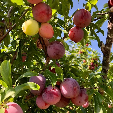 Portuguese Village - Casa Martins No.54 Apartamento Freiria