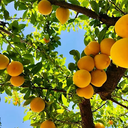 Portuguese Village - Casa Martins No.54 *