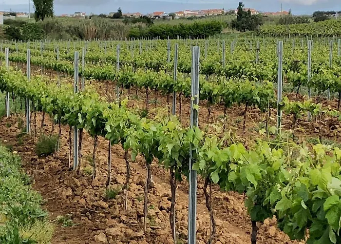 Portuguese Village - Casa Martins No.54 Daire *