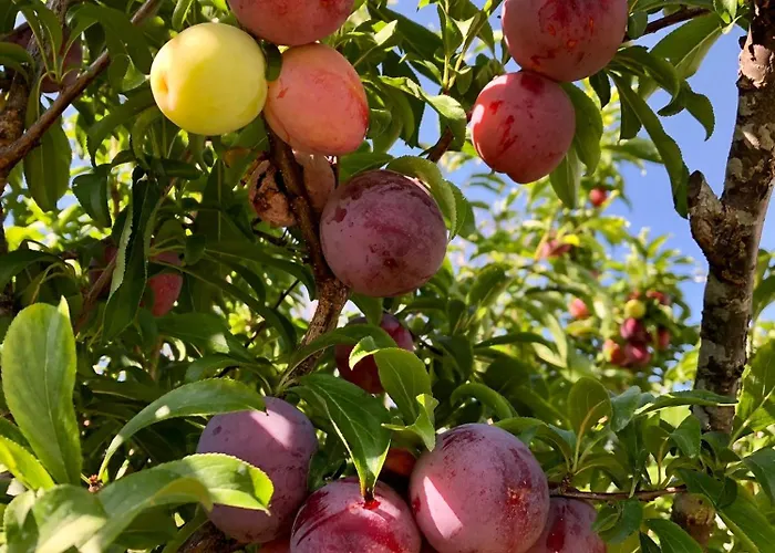 Portuguese Village - Casa Martins No.54 アパート Freiria